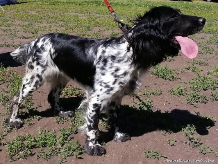 Русский охотничий спаниель черный