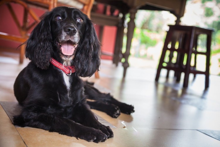 Спаниели Поволжья