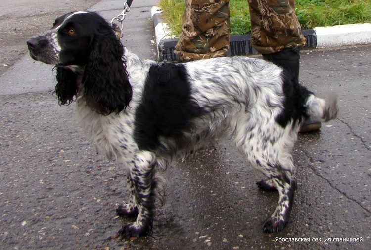 Русский охотничий спаниель черно Пегий