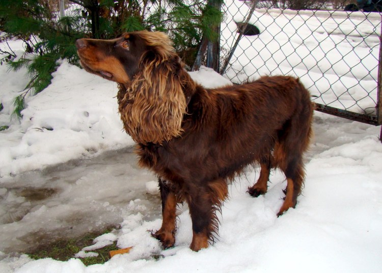 Русский охотничий спаниель