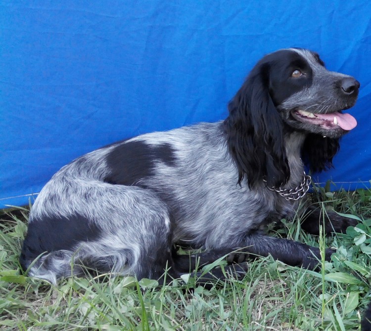 Русский охотничий спаниель Пегий