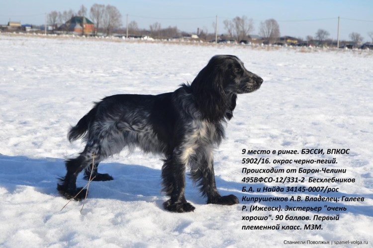 Русский охотничий спаниель коричневый