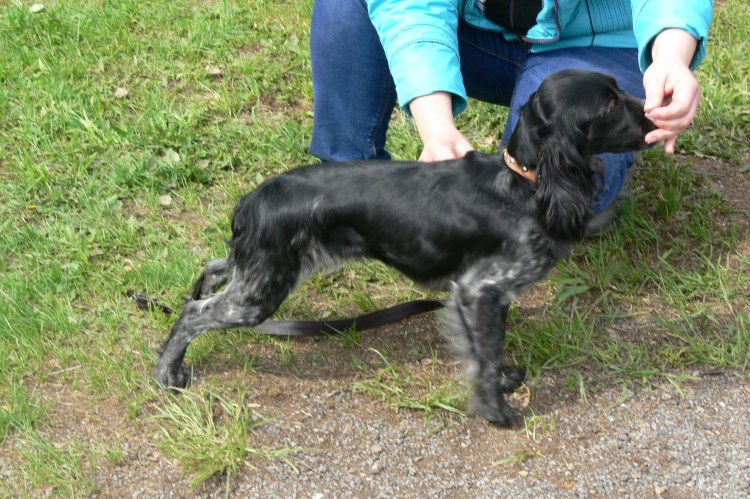 Русский охотничий спаниель четырехцветный