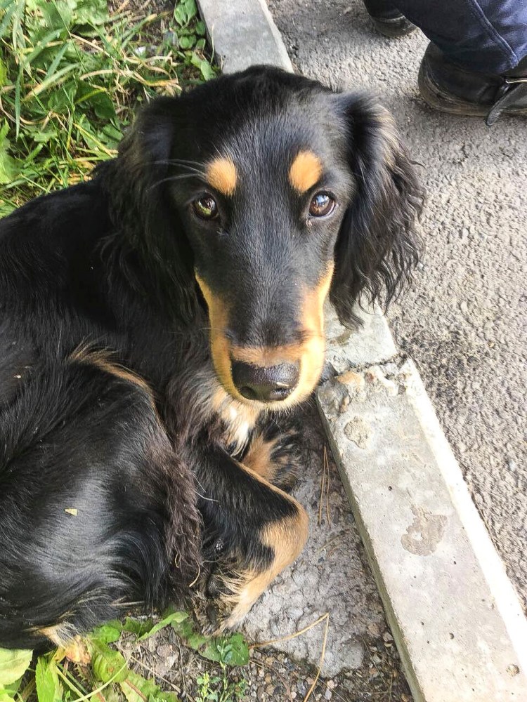 Русский охотничий спаниель Пегий черный