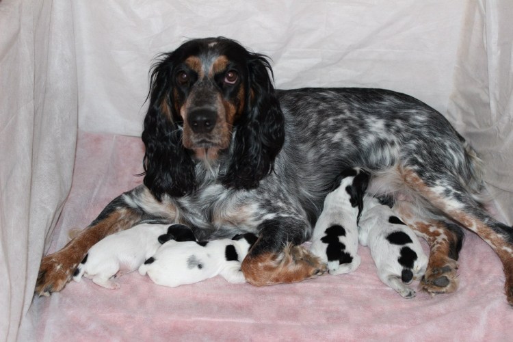 Русский охотничий спаниель кобель