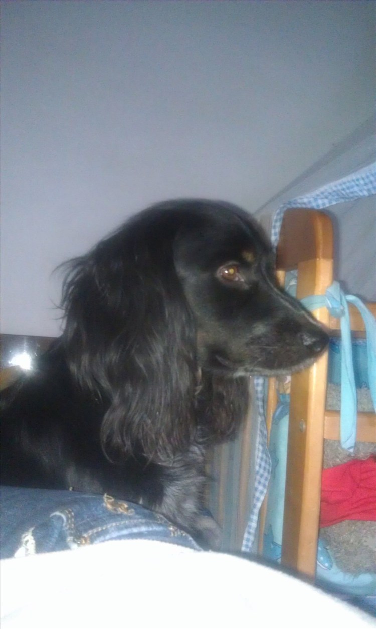 Охотничий спаниель крупный