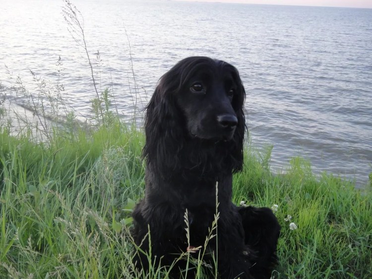 Кокер спаниель подпалый