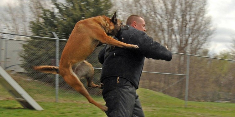 Агрессивные бездомные собаки