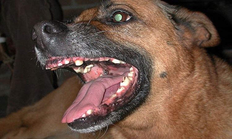 Нападение бешеных собак