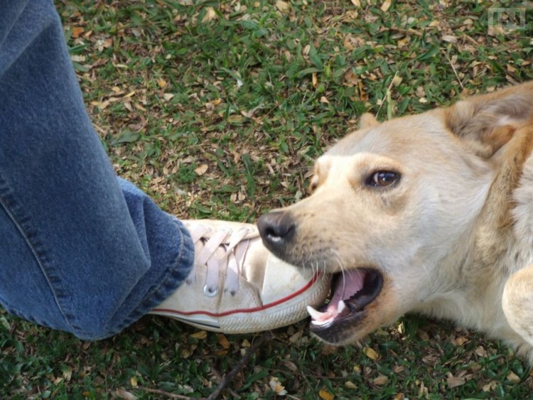 Агрессивный пес