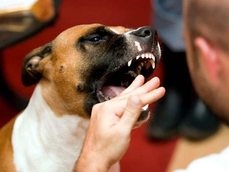 Если вас укусила собака