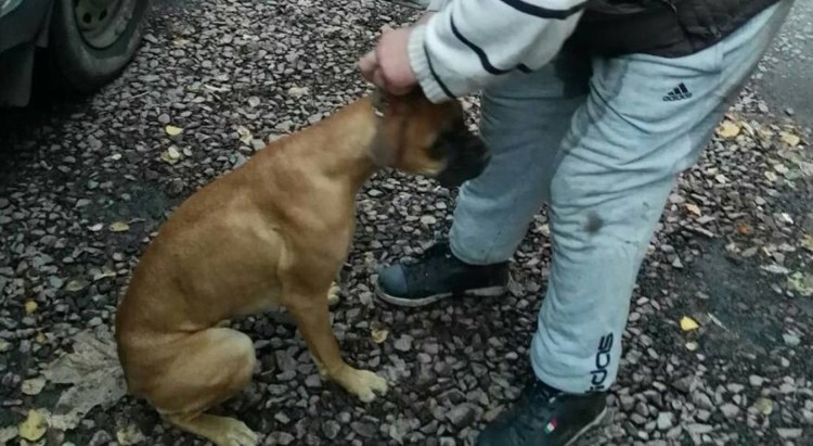 Собачий оскал