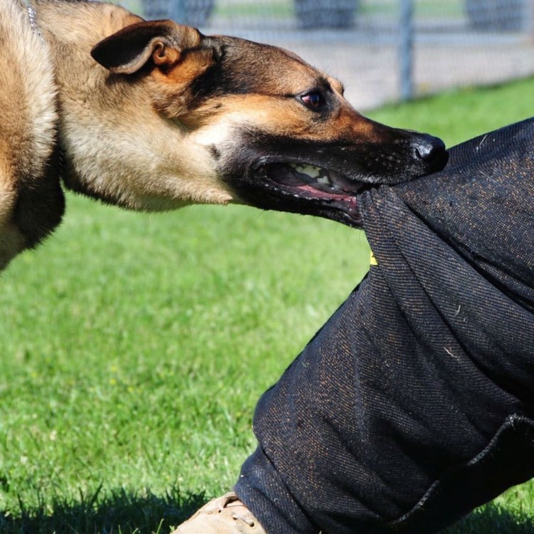 Злая собака