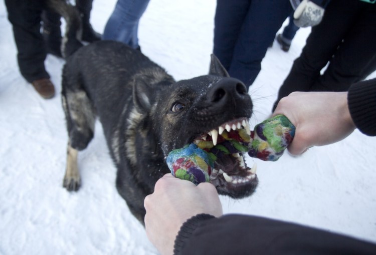 Ножницеобразный прикус у собак