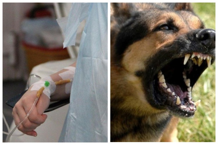 Злые собаки кусают детей