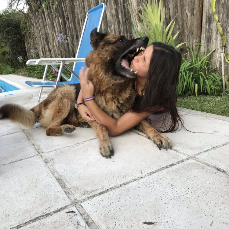 Французский бульдог покусанный