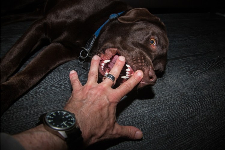 Собаки которые набрасываются на детей