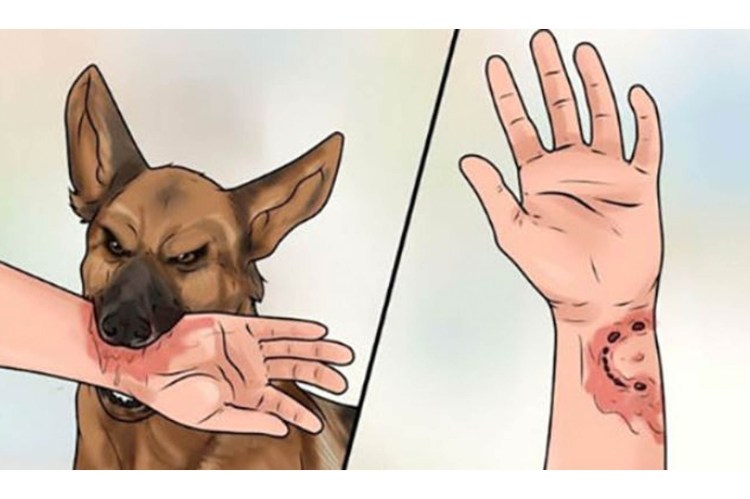 Собака кушает