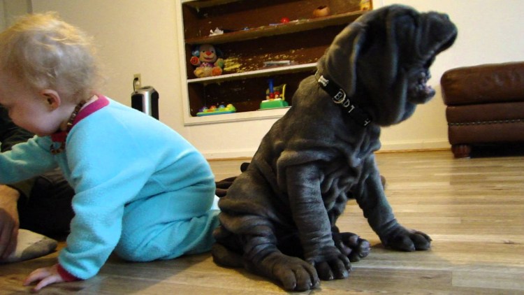 Нападение собаки на человека картинки