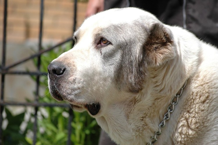 Лабрадор с купированным хвостом