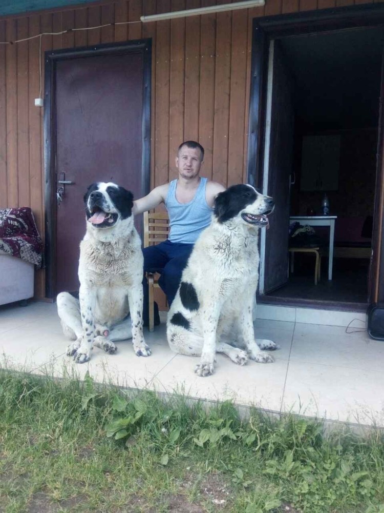 Кремовые щенки алабая с ушами