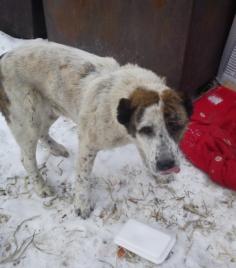 Алабай не купированый 3 месяца