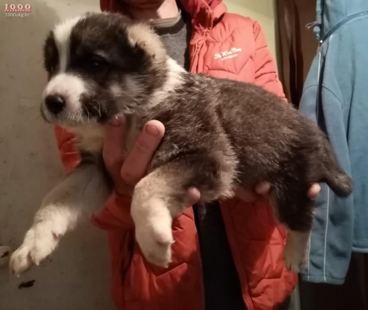 Щенки САО Иркутск