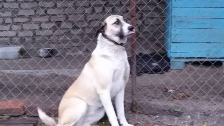 Алабай некупированный