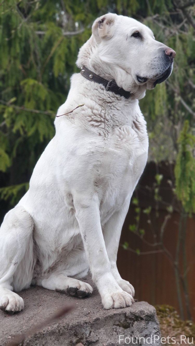 Алабай купированные уши