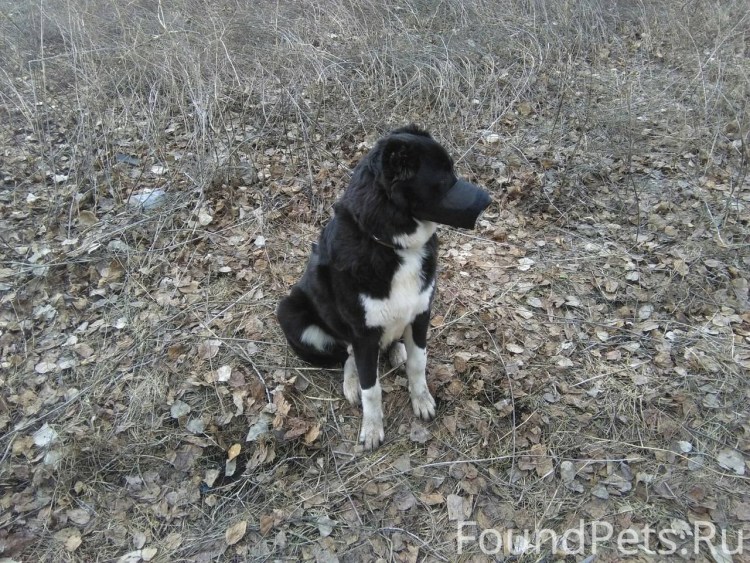 Найдена собака Верея