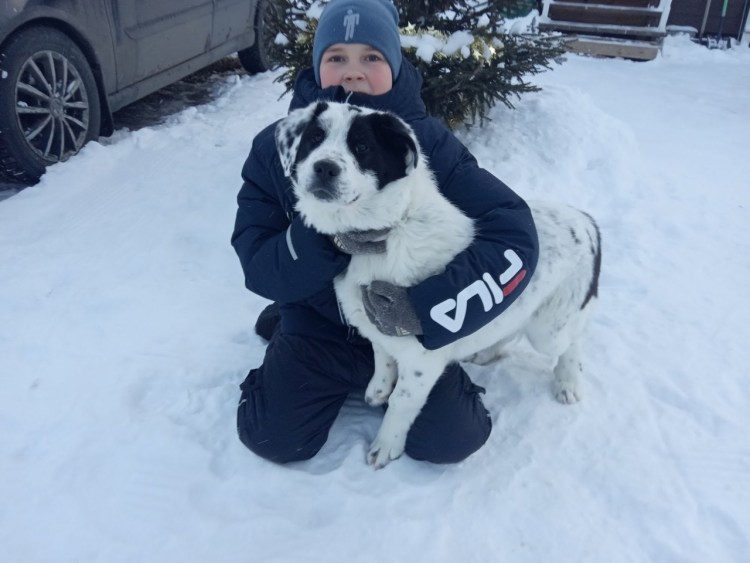 Алабай некупированный