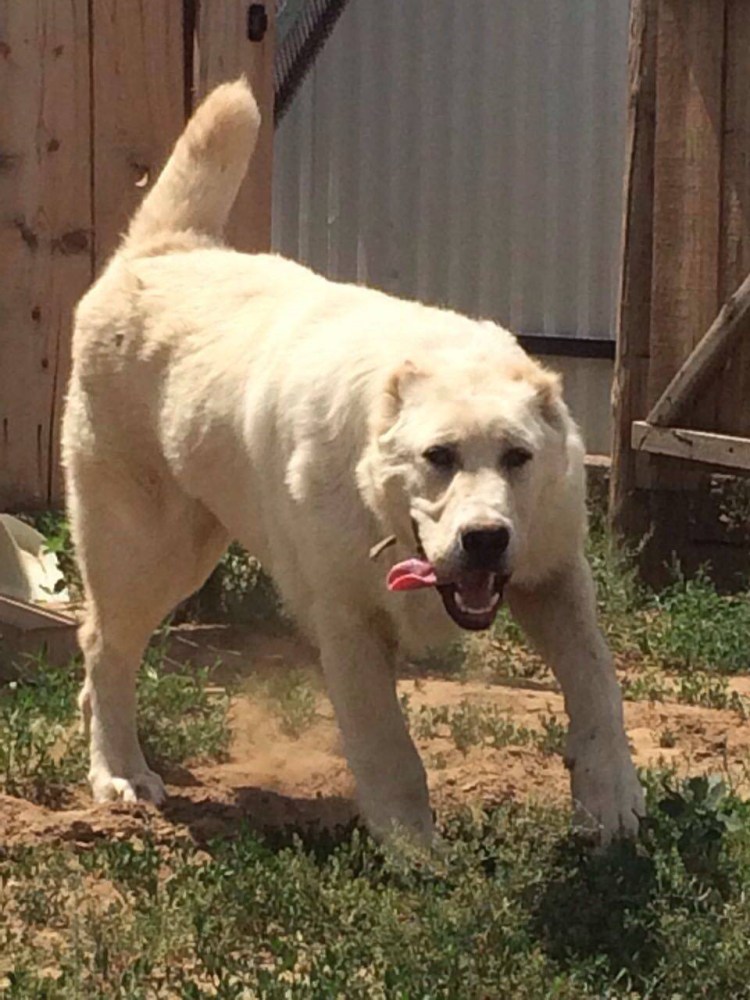 Алабай с некупированными ушами