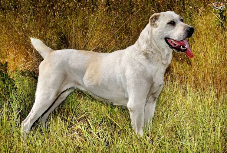 Алабай с ушами заостренными