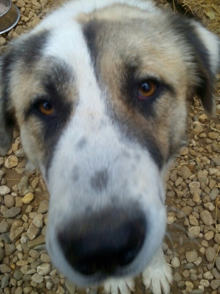 Алабай некупированный