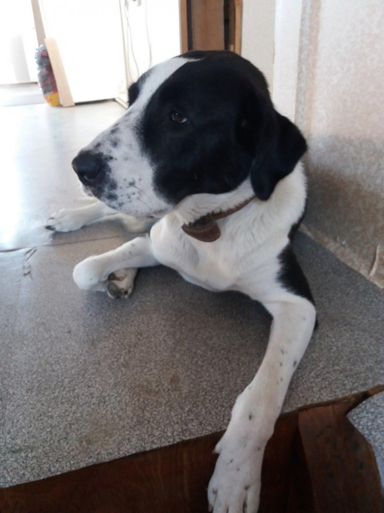 Некупированная Среднеазиатская овчарка