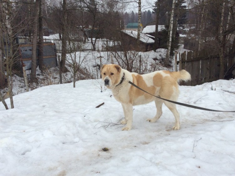 Некупированная Среднеазиатская овчарка