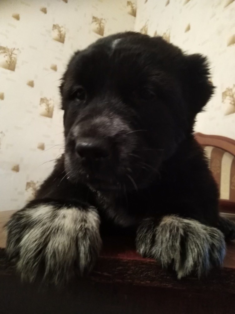 Среднеазиатская овчарка алабай рыжий