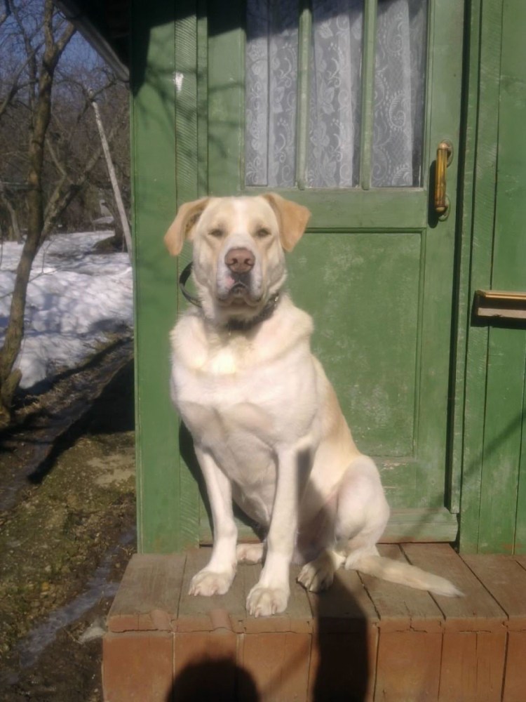 Купированный щенок алабая