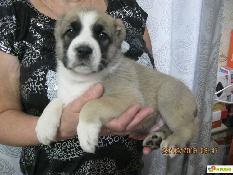 Некупированная Среднеазиатская овчарка