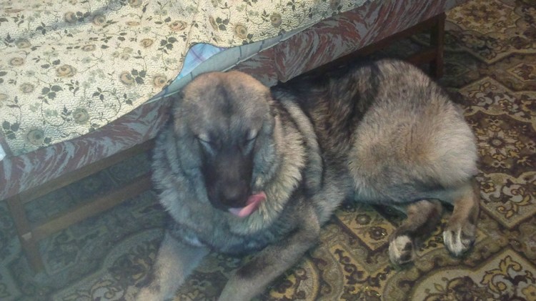 Алабай нечистокровный