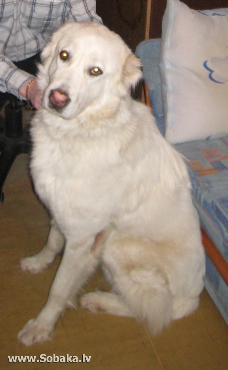 Белый алабай с ушами