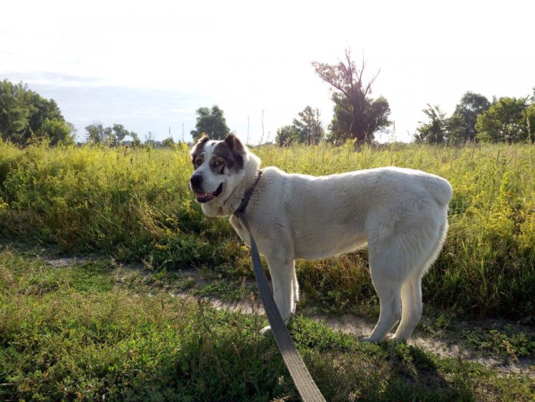 Азиатская овчарка алабай кабель