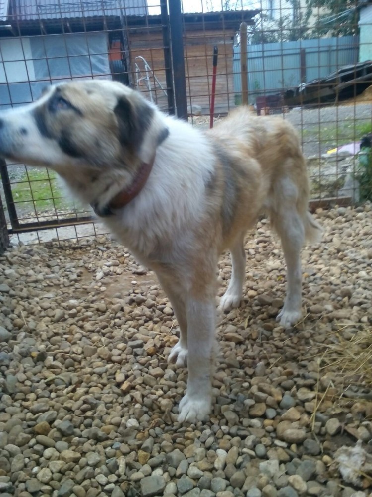 Алабай с некупированными ушами