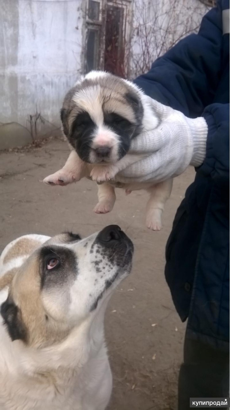 Алабай некупированный