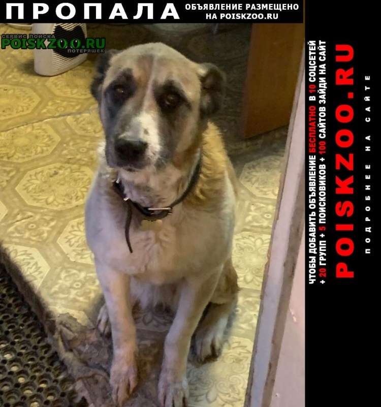 Карликовый алабай