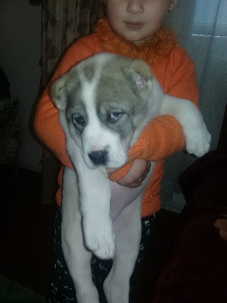 Алабай некупированный