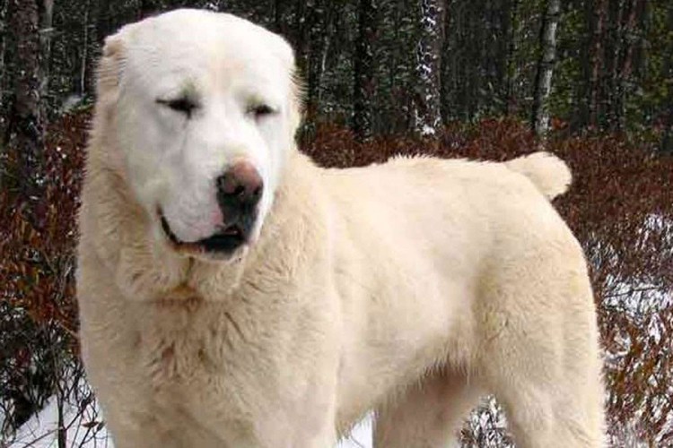 Щенок алабая с хвостом