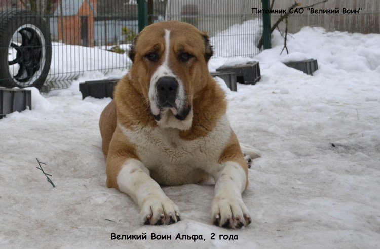 Потерялся черный алабай