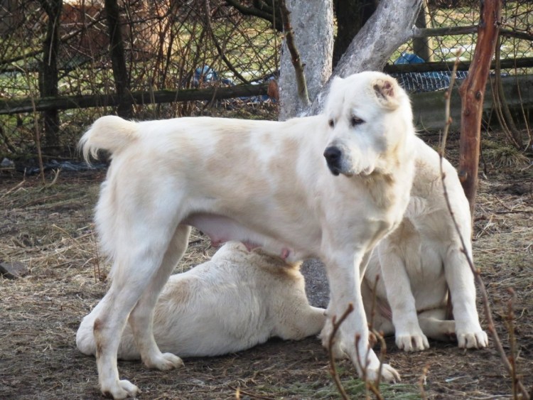 Некупированная Среднеазиатская овчарка