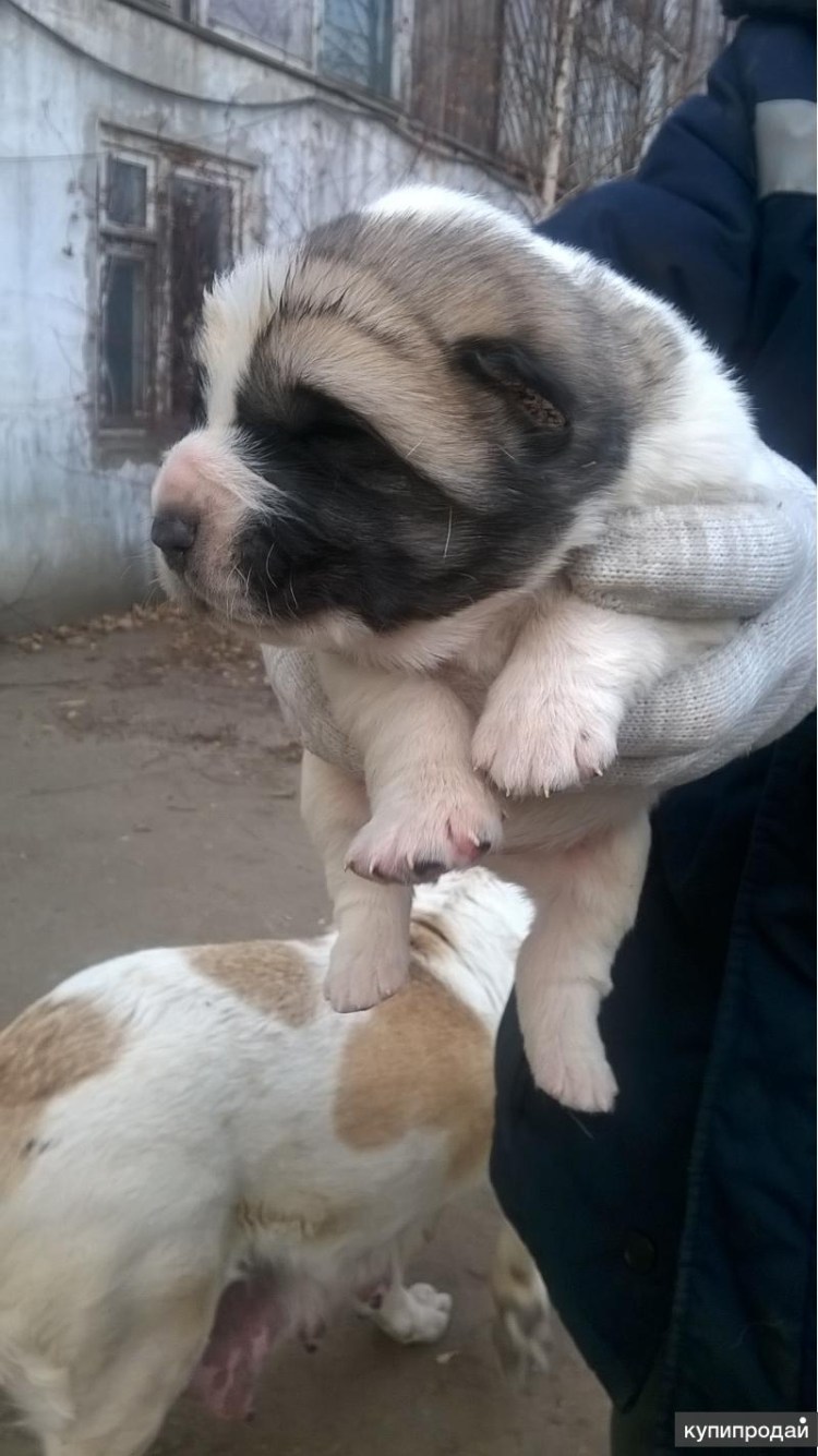 Уши алабая некупированные